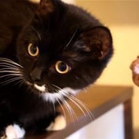 SCARLETT sucht ihr Königreich!, Katze zur Adoption