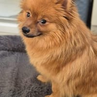 Sensible Nala braucht ihre Zeit, Hündin zur Adoption