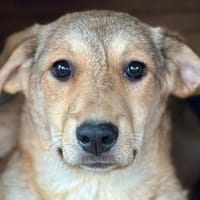 DOTTY-zauberhaftes Welpen-Mädchen, Hündin zur Adoption