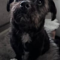 Lenor die sanfte wartet in 82284, Hündin zur Adoption