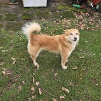 Rusty - freundlich und lieb, Hund zur Adoption