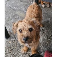 Lucky  wartet in 56379 Oberwies, Hund zur Adoption