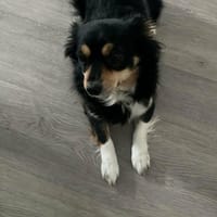 kleine zarte Hundedame Maya, Hündin zur Adoption