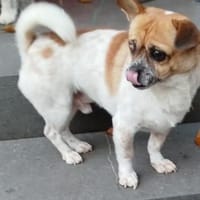 Bruno sucht ein Zuhause, Hund zur Adoption