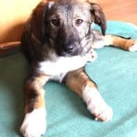 Welpentypisch lebensfrohe Alana, Hündin zur Adoption