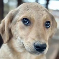 DENNIS-wunderschöner Welpen-Rüde, Hund zur Adoption