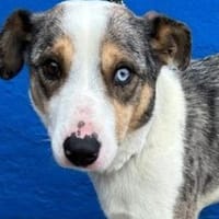 KLEIN-in Deutschland auf Pflege!, Hund zur Adoption