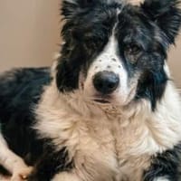 Großer Carlos sucht passendes Zuhause, Hund zur Adoption