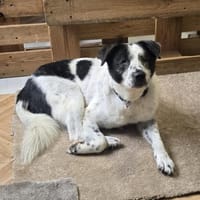 Sven  - er erhellt meine Welt?, Hund zur Adoption