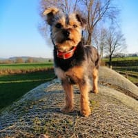 Lotte sucht dringend ein neues Zuhause, Hündin zur Adoption