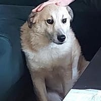 Zeigst du Thanos ein schönes Leben?, Hund zur Adoption