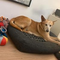 rüstiger Angel möchte das Leben genießen, Hund zur Adoption