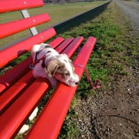 Spotty sucht ihren Traumpalast, Hündin zur Adoption