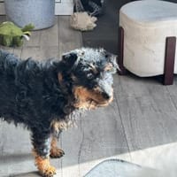 Elton sucht seine Menschen ❣🐾❣, Hund zur Adoption