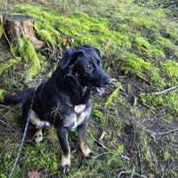 Dora sucht ihre Menschen💕🍀🐾, Hündin zur Adoption