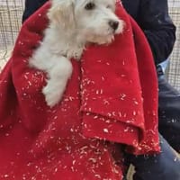 -Yuki- ab 26.02. auf PS in 77652 OG!, Hündin zur Adoption