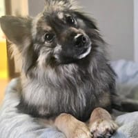 Maurice, ein toller Familienhund, Hund zur Adoption