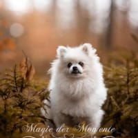 Mini sucht ein liebevolles Zuhause, Hündin zur Adoption