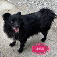Annie ein absoluter Schatz, Hündin zur Adoption