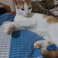 Henry💙 sucht seine Familie💙, Kater zur Adoption