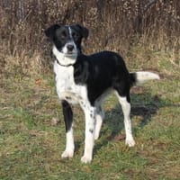 Bonnie - Traum vom eigenen Zuhause, Hündin zur Adoption