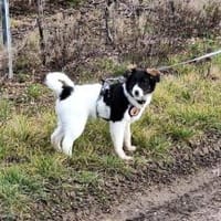 Nancy - bezauberndes Hundemädchen, Hündin zur Adoption