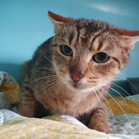 MARCEL CHA, chat à adopter