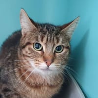 GAROTA CHA, chatte à adopter