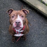 LIN VAA, chienne à adopter