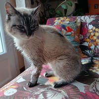 SARABI, chatte à adopter