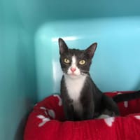 FREYA, chatte à adopter