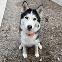 OLYMPE, chienne à adopter