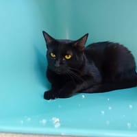 ZIG, chat à adopter