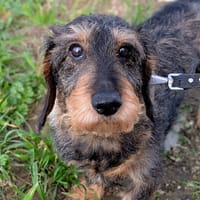 DROOPY, chien à adopter