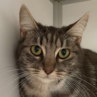 Praline, chatte à adopter