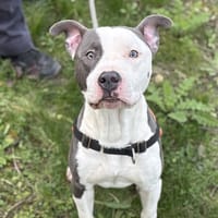 HIP-HOP, chien à adopter