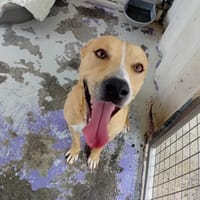 RYO, chien à adopter