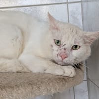 DIEGO, chat à adopter