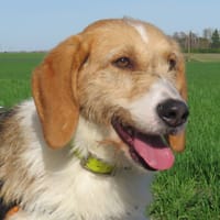 JERK, chien à adopter