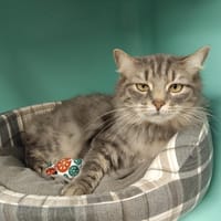 Ciabata  PAB28564, chatte à adopter