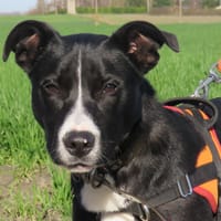 OREO, chien à adopter