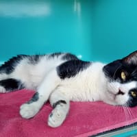 CHAZAM (Fiv +), chat à adopter