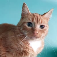 RUIVA CHA, chat à adopter