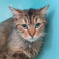 BONITO CHA, chat à adopter