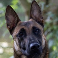 Uzzy, chien à adopter