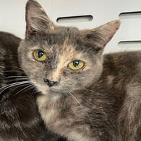 Cannelle, chatte à adopter