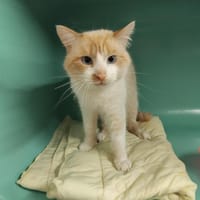 Polka PAB28566, chat à adopter