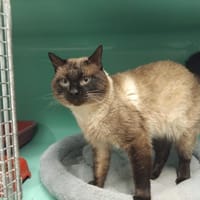 PANINI PAB28574, chat à adopter