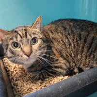 CHIPIE, chatte à adopter