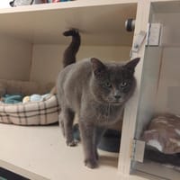 GASTON PAB28534, chat à adopter